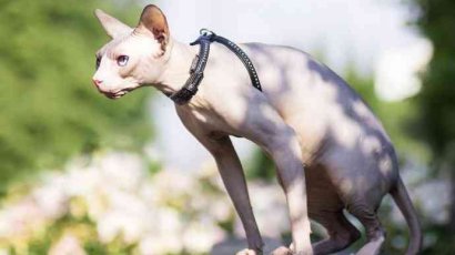 Как надеть шлейку на кошку